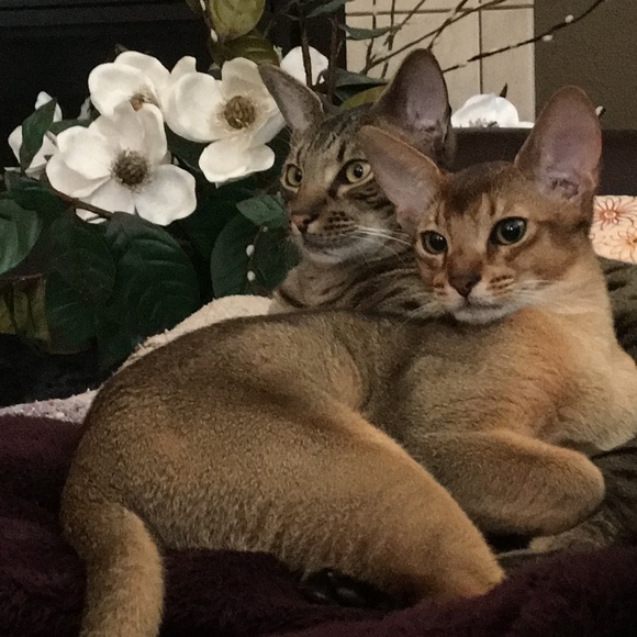 Meet your Posher, Susan - Picture 5 of 7